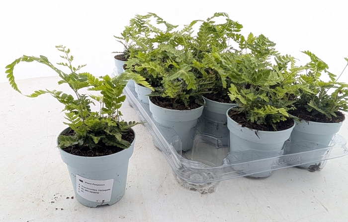 <h4>ARACH ARIS VARIEGATA</h4>