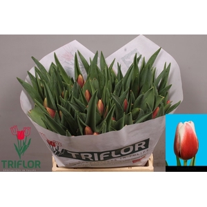 Tulipa si timeless
