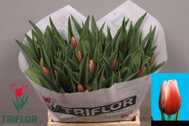 <h4>Tulipa si timeless</h4>