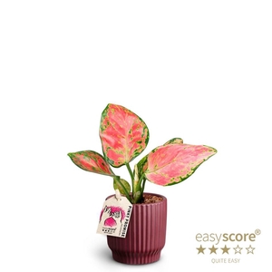 AGLAONEMA COMM. P7 Nordic A