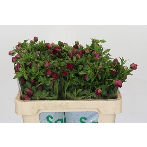 Ranunculus Magical Raspberry