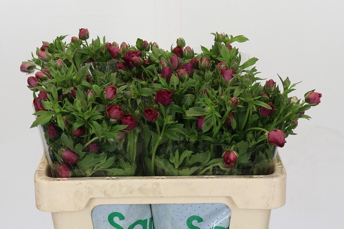 <h4>Ranunculus Magical Raspberry</h4>