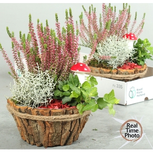 ARR TUINPLANTEN