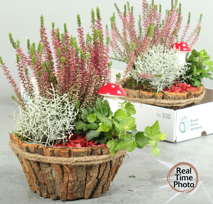 <h4>ARR TUINPLANTEN BARK X2</h4>
