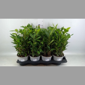 Laurus nobilis