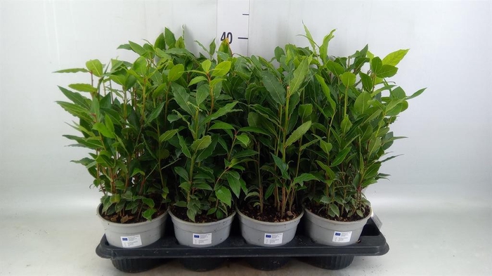 <h4>Laurus nobilis</h4>