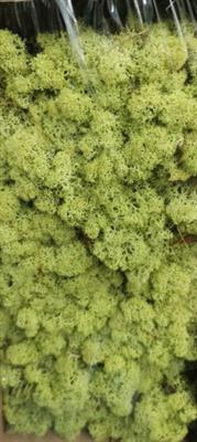 <h4>IJSLANDSMOS NR 64 OUDGROEN P.DS</h4>