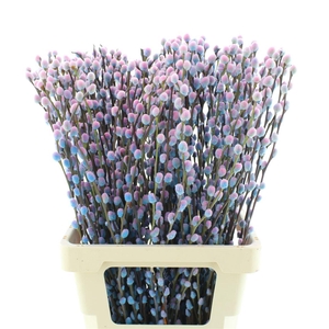 Salix Snow Flake Klb Bubblegum (bicolour)