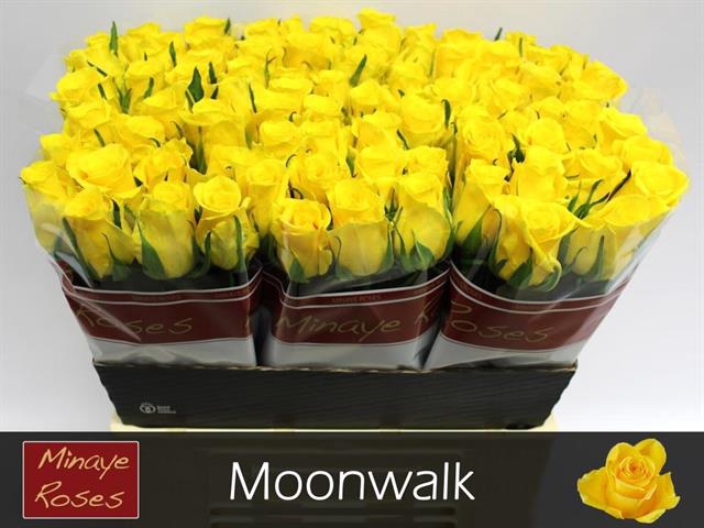 R Gr Moonwalk