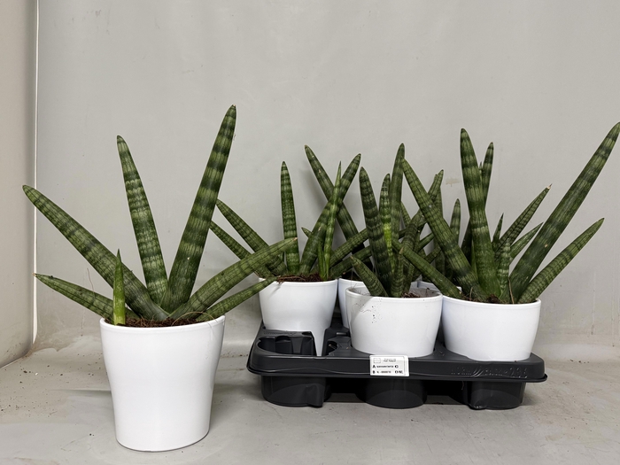 <h4>SANSEV CY HANDSHAKE</h4>