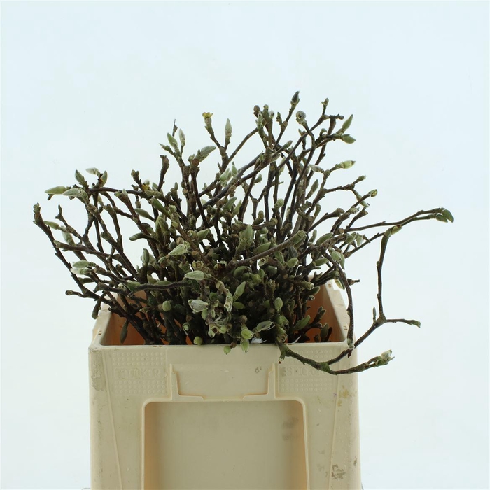 <h4>Magnolia Grandiflora 140cm</h4>