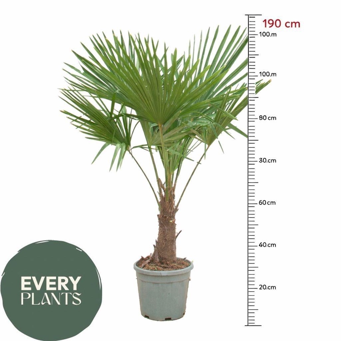 <h4>TRACHYC FORTUNEI</h4>