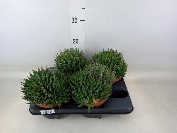 <h4>Aloe aristata</h4>