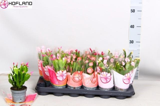 <h4>SCHLUMB GEM 3 KL</h4>