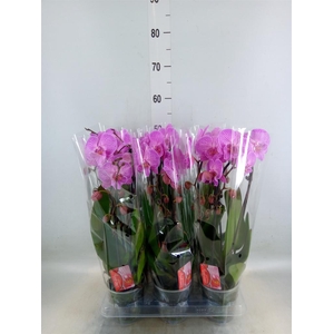 Phalaenopsis  'Elegant Cascade'