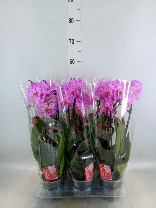 <h4>Phalaenopsis  'Elegant Cascade'</h4>