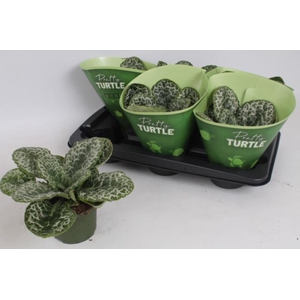 Streptocarpus Pretty Turtle 13Ø 25cm