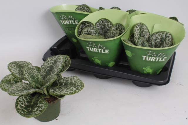 Streptocarpus Pretty Turtle 13Ø 25cm