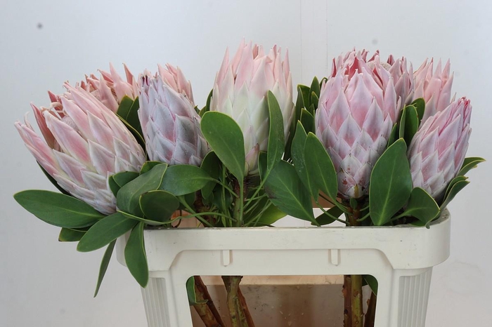 <h4>PROTEA CYNAROIDES</h4>