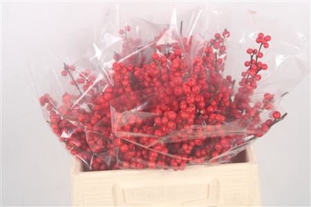 <h4>Ilex Verticilata Red X50</h4>