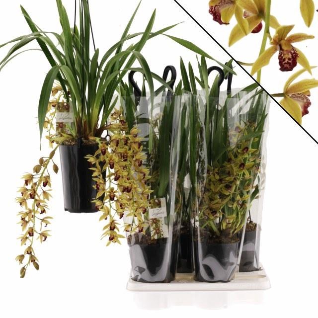 <h4>CYMB AUBURN</h4>