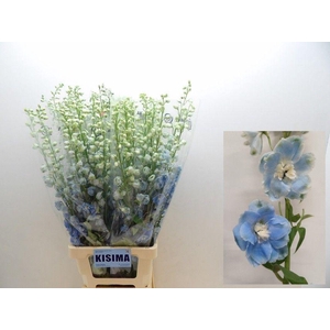 DELPH DU C BL SHADES