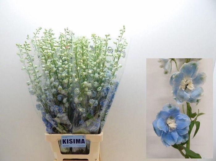 <h4>DELPH DU C BL SHADES</h4>