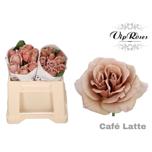 R GR CAFE LATTE x20