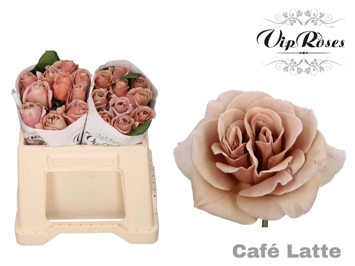 <h4>R GR CAFE LATTE x20</h4>