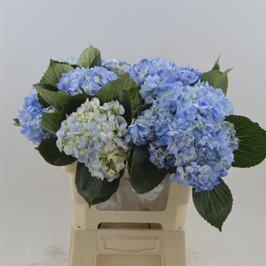 Hydrangea Shocking Blue