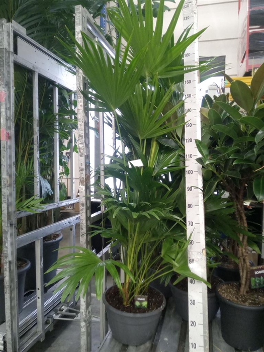 <h4>Palms   ...</h4>