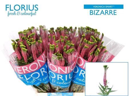 <h4>Veron Smart Bizarre</h4>