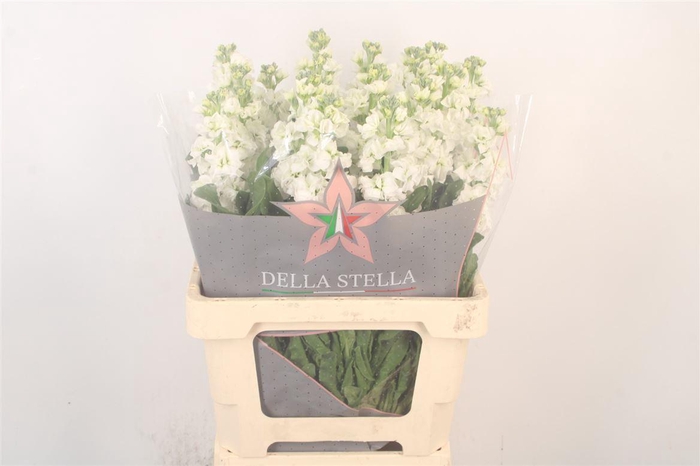 <h4>Matth Iron White</h4>