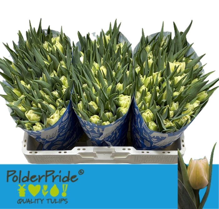 <h4>TU DU AVANT GARDE</h4>