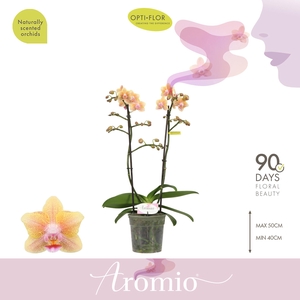 Aromio Spicy 2 spike