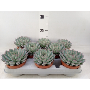 Echeveria  'Apus'