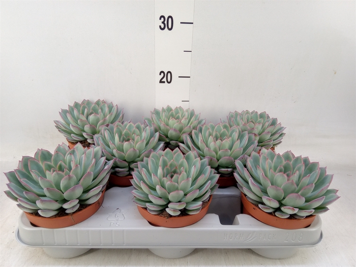 <h4>Echeveria  'Apus'</h4>