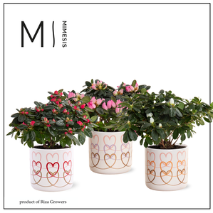 Azalea Mix -13 cm in Estelle - Craft World