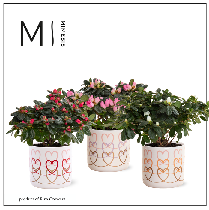 <h4>Azalea Mix -13 cm in Estelle - Craft World</h4>