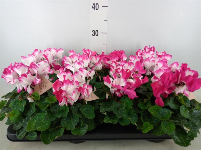 <h4>Cyclamen MD 'Fusion Midi'</h4>