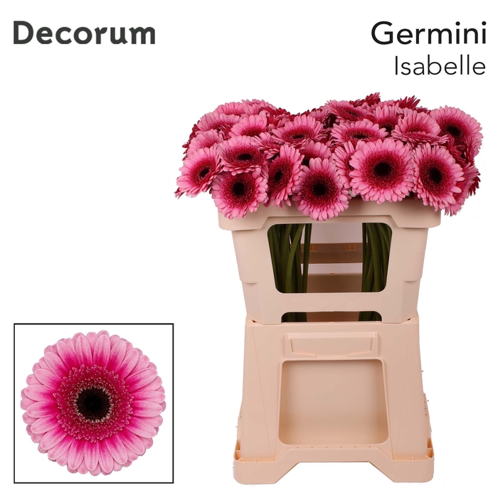 <h4>Germini Isabelle Water x60</h4>