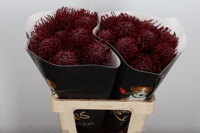 <h4>Wax Protea Nutan Wax Bordeaux</h4>