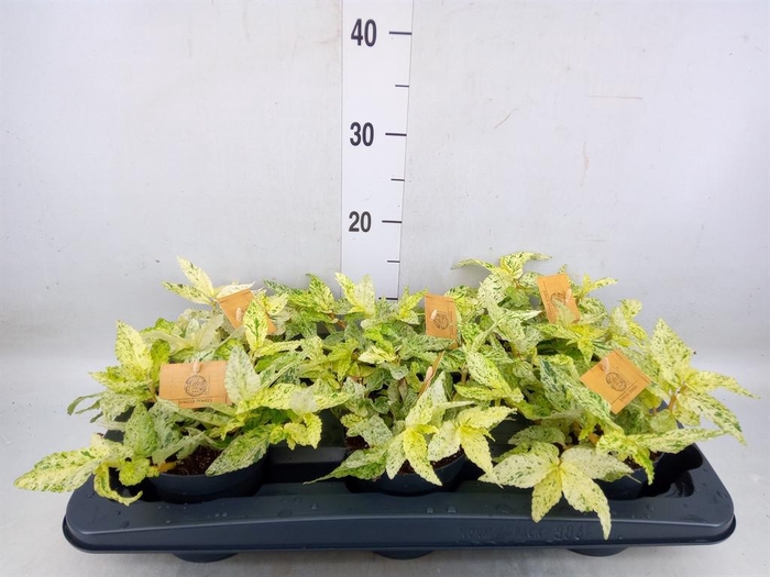 <h4>Pellionia repens</h4>