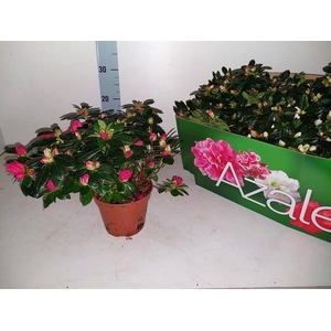 Azalia mix 14Ø 28cm 32Ø