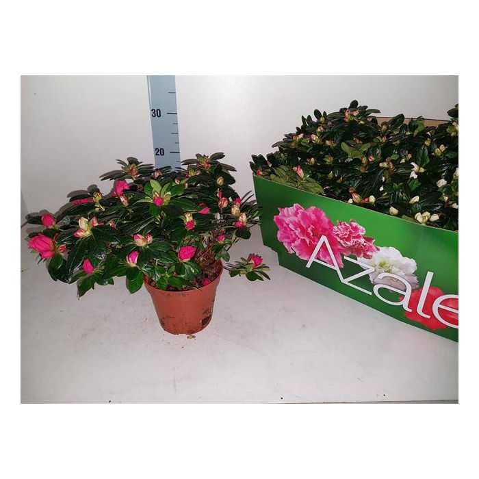 <h4>Azalia mix 14Ø 28cm 32Ø</h4>