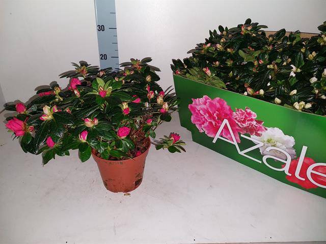 Azalia mix 14Ø 28cm 32Ø