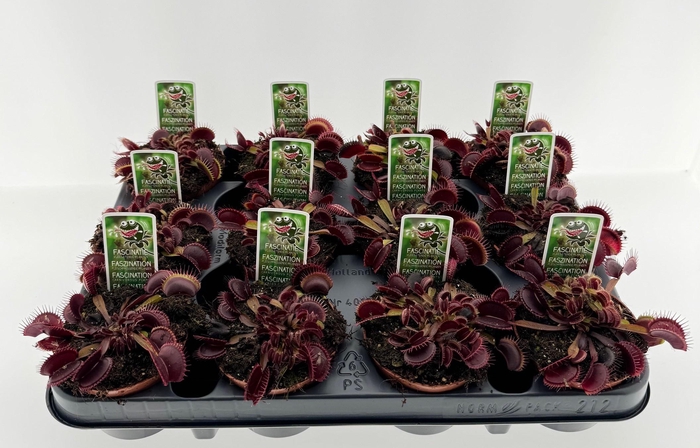 <h4>DIONAEA MUSCIPULA</h4>