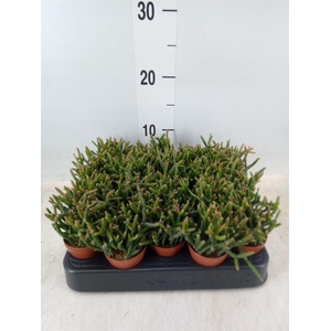 Rhipsalis burchellii