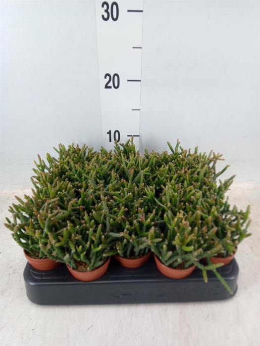 <h4>Rhipsalis burchellii</h4>