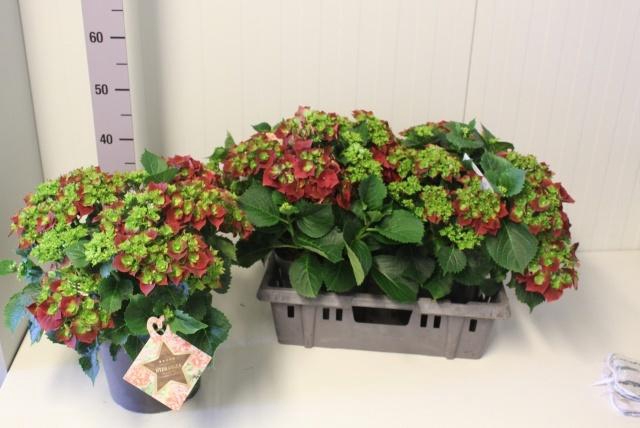 <h4>HYDR M HI FIRE</h4>